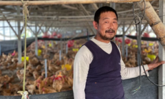 Lợn chết chuyển sang nuôi gà, nông dân Trung Quốc vẫn 'méo mặt' vì thua lỗ